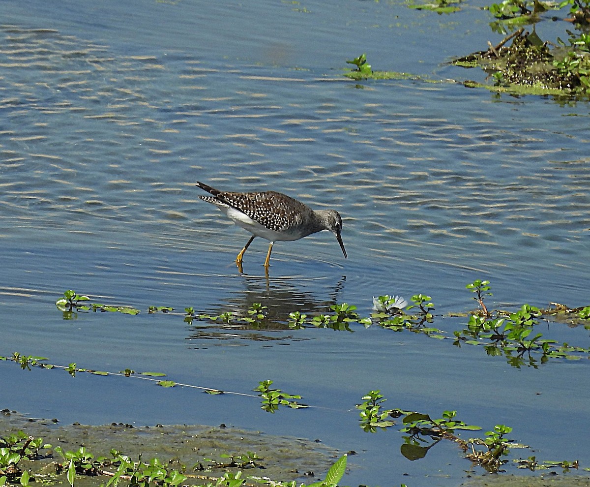 Lesser Yellowlegs - ML641422524