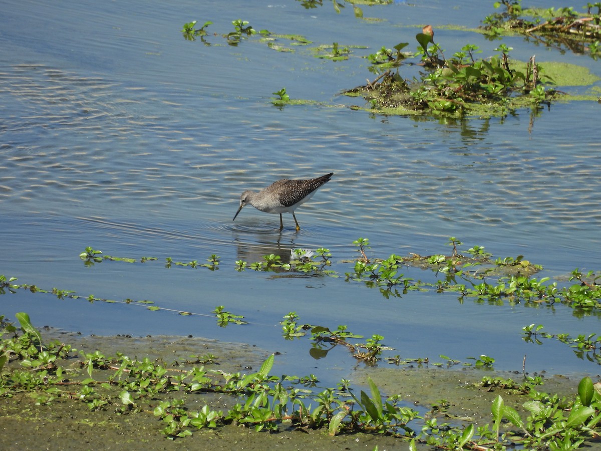 Lesser Yellowlegs - ML641422525
