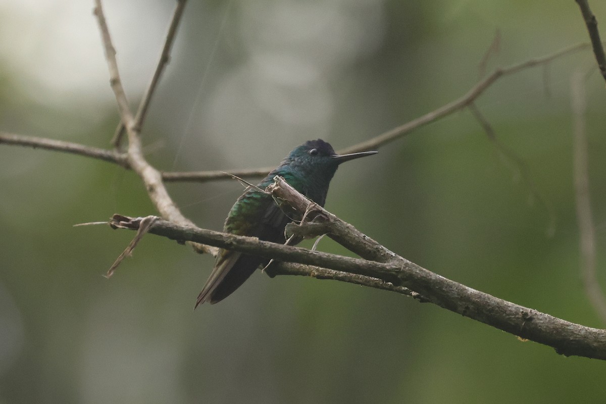Golden-tailed Sapphire - ML641422548