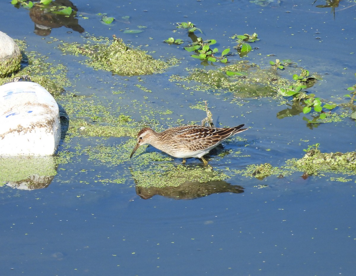 Pectoral Sandpiper - ML641422565