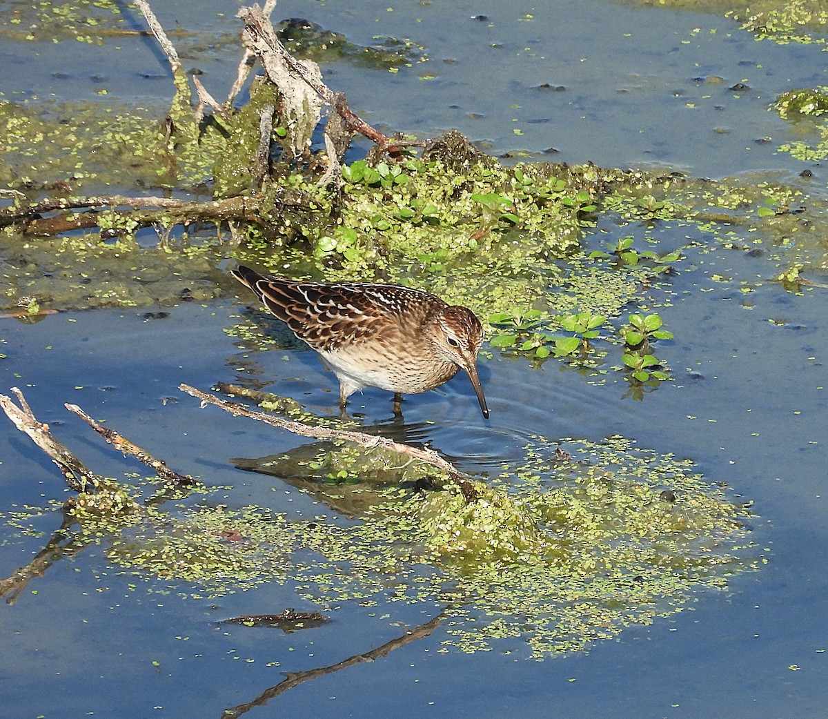 Pectoral Sandpiper - ML641422566