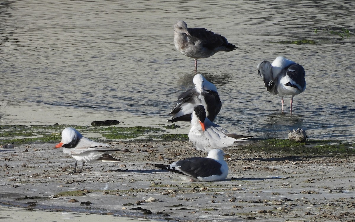 Caspian Tern - ML641422586