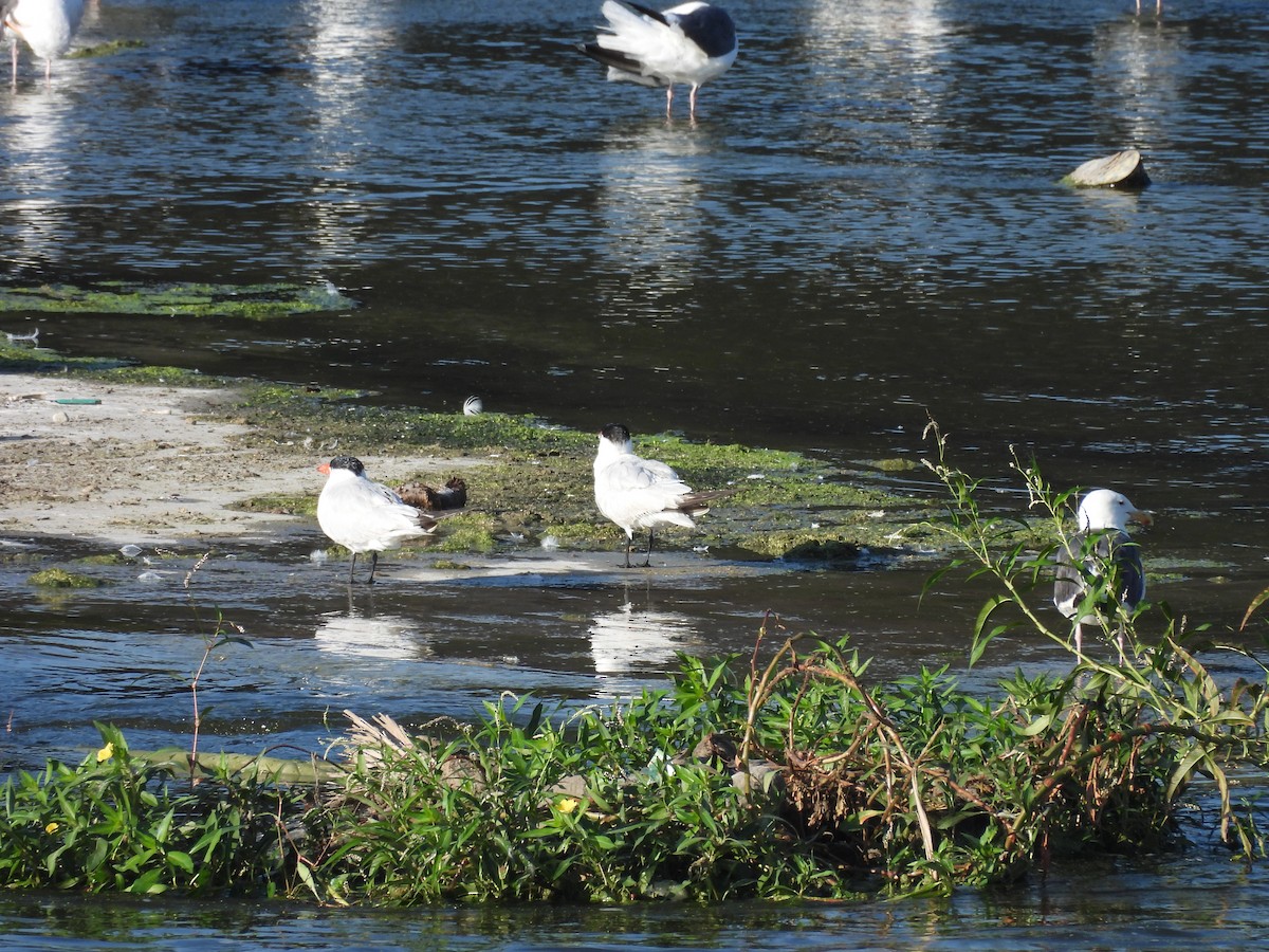 Caspian Tern - ML641422587