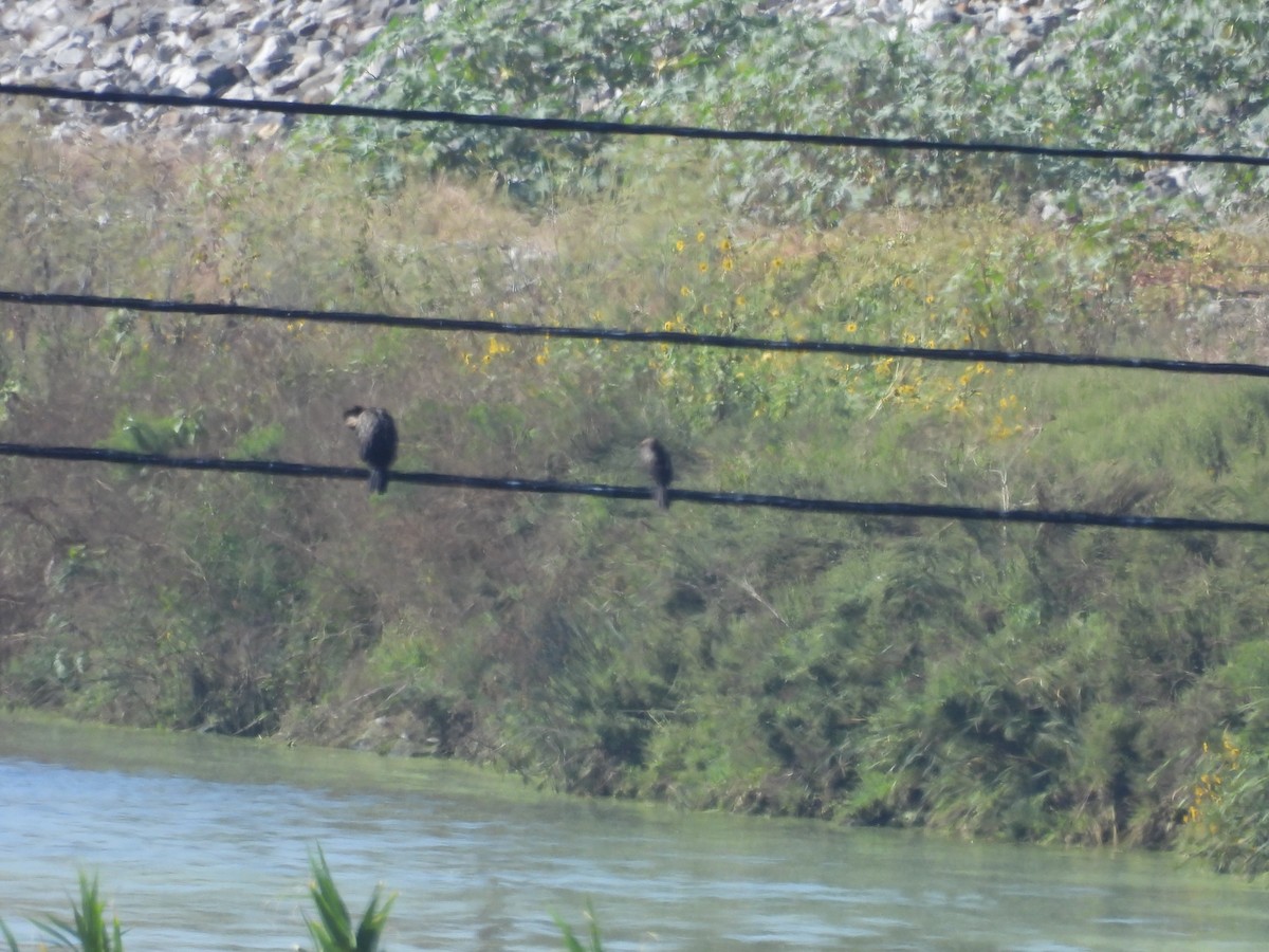 Neotropic Cormorant - ML641422592