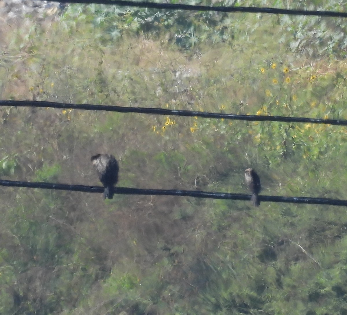 Neotropic Cormorant - ML641422593
