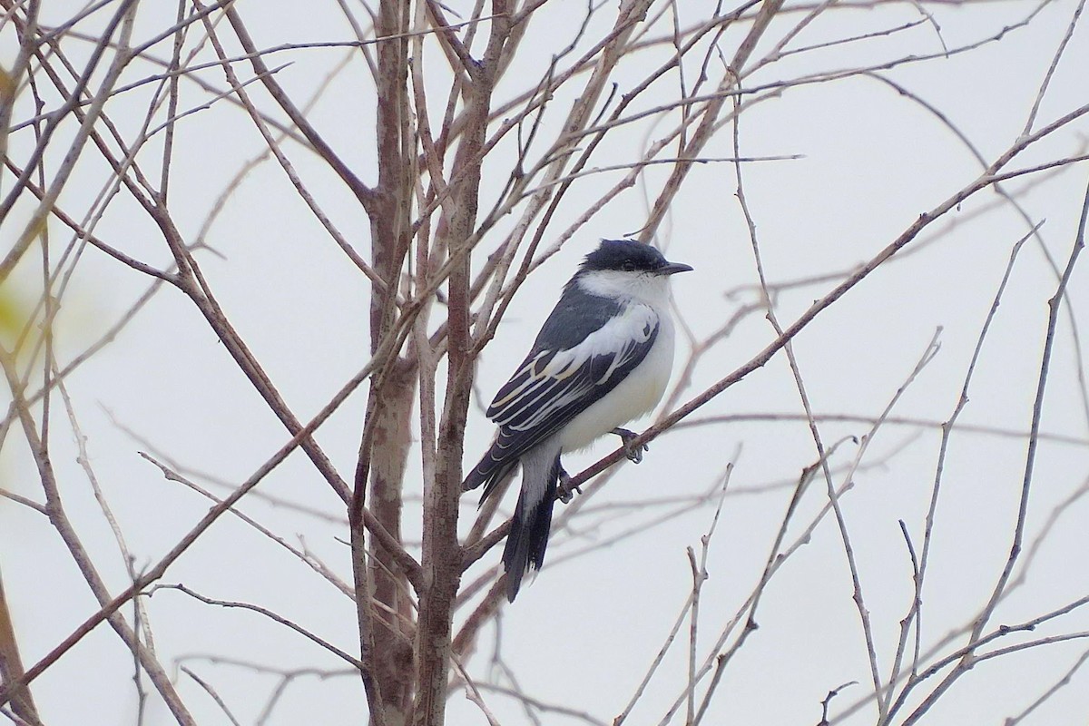 White-winged Triller - ML641422615