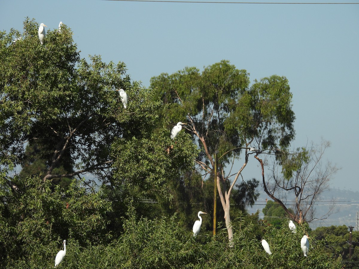 Great Egret - ML641422649