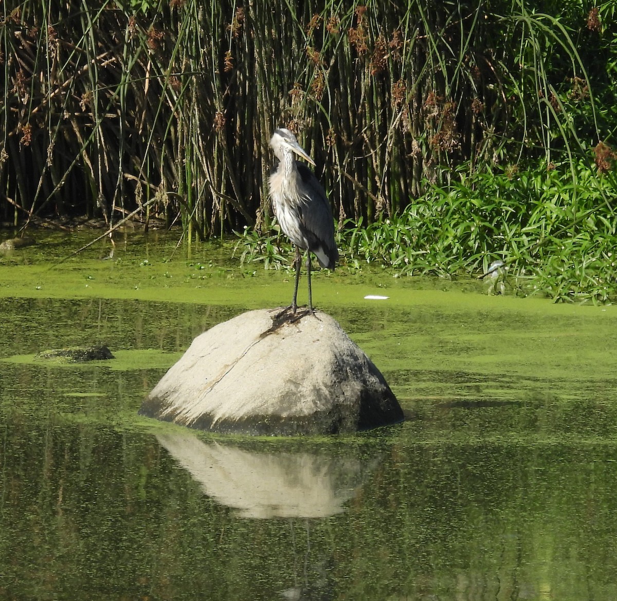 Great Blue Heron - ML641422659