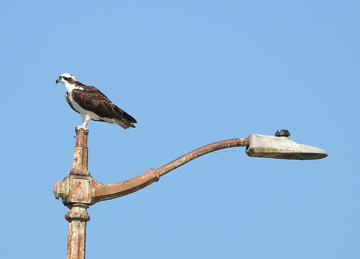 Osprey - ML641422675