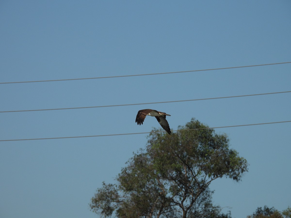 Osprey - ML641422676