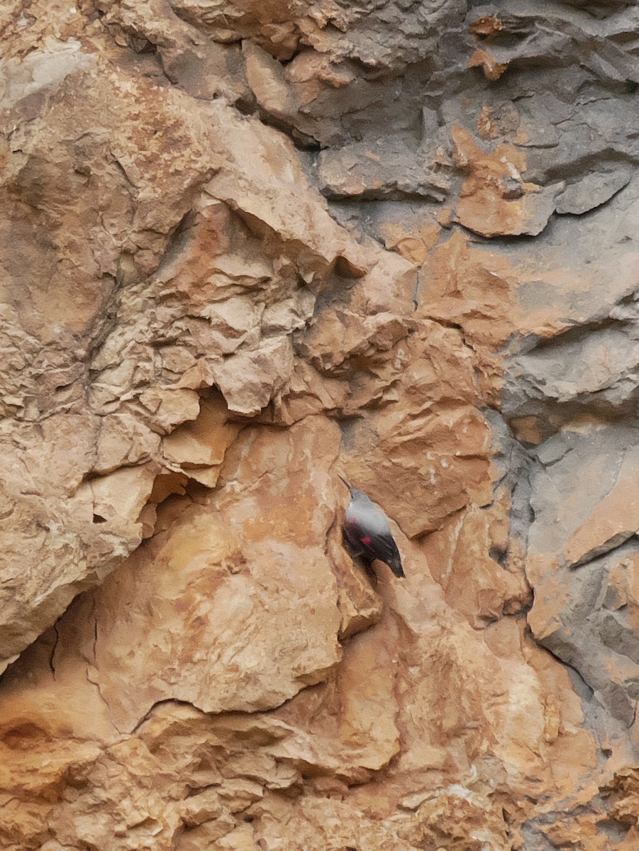 Picchio muraiolo - ML641422679