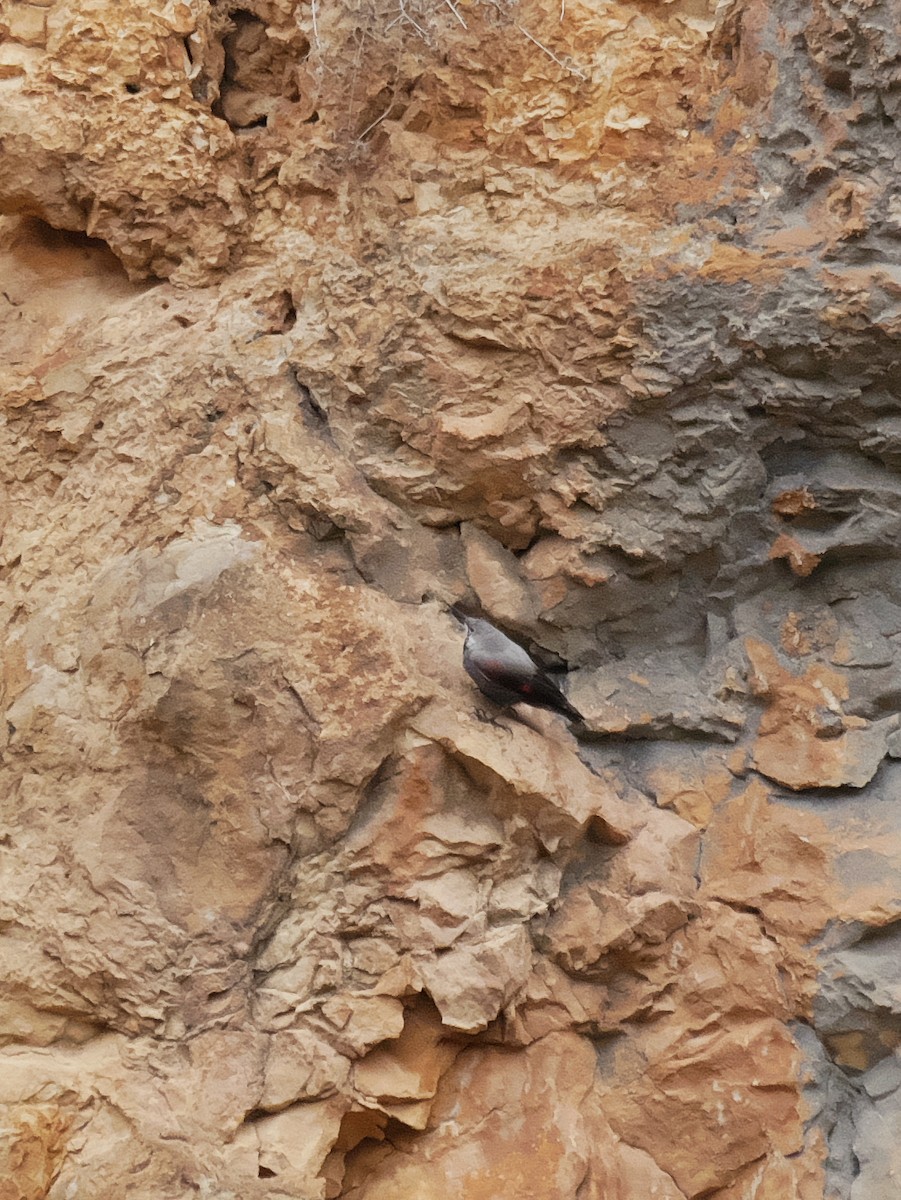 Picchio muraiolo - ML641422680