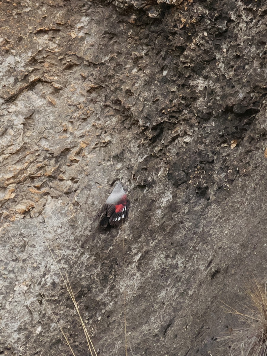 Picchio muraiolo - ML641422681