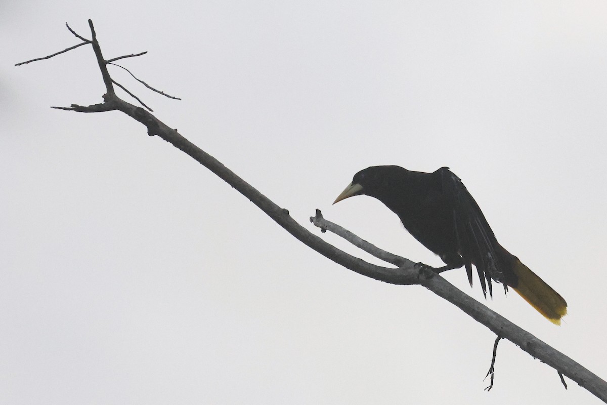 soldatoropendola - ML641422688