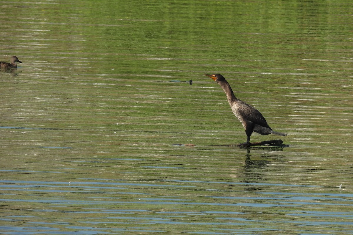 Double-crested Cormorant - ML641422710