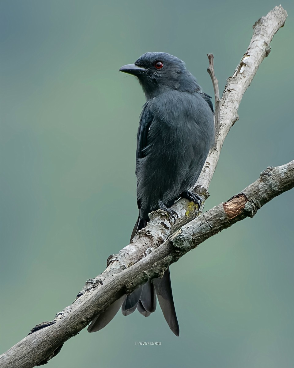 Drongo cendré - ML641422711
