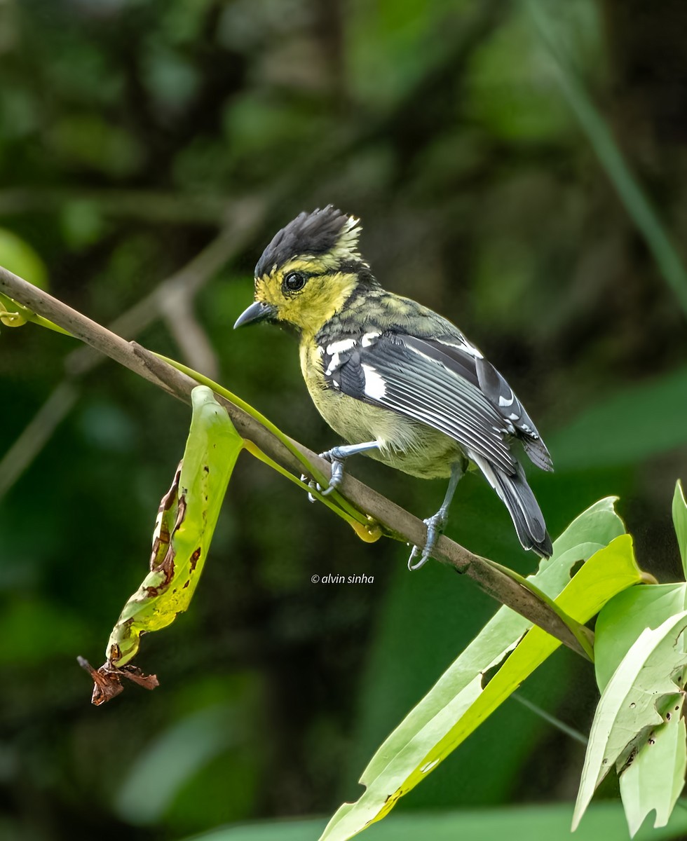 Yellow-cheeked Tit - ML641422741