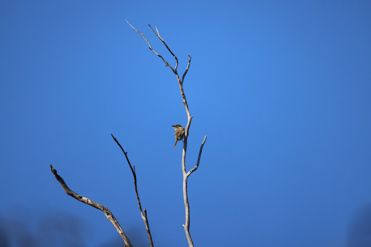 Yellow-faced Honeyeater - ML641422769