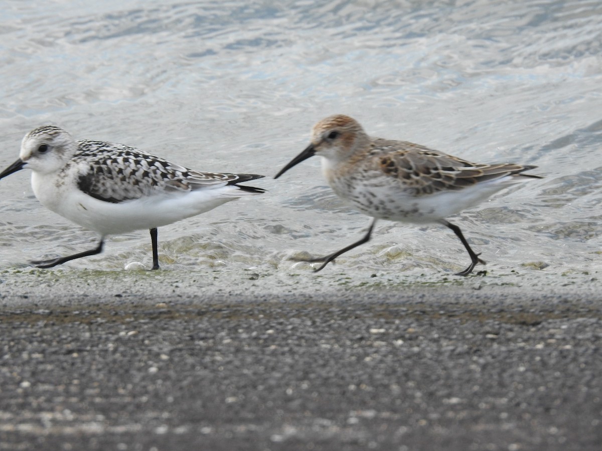 Sanderling - ML641422800