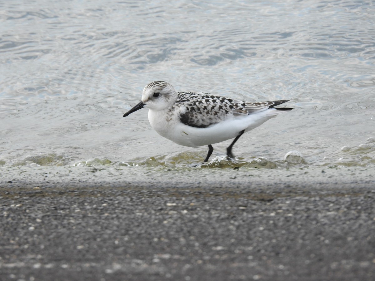 Sanderling - ML641422802