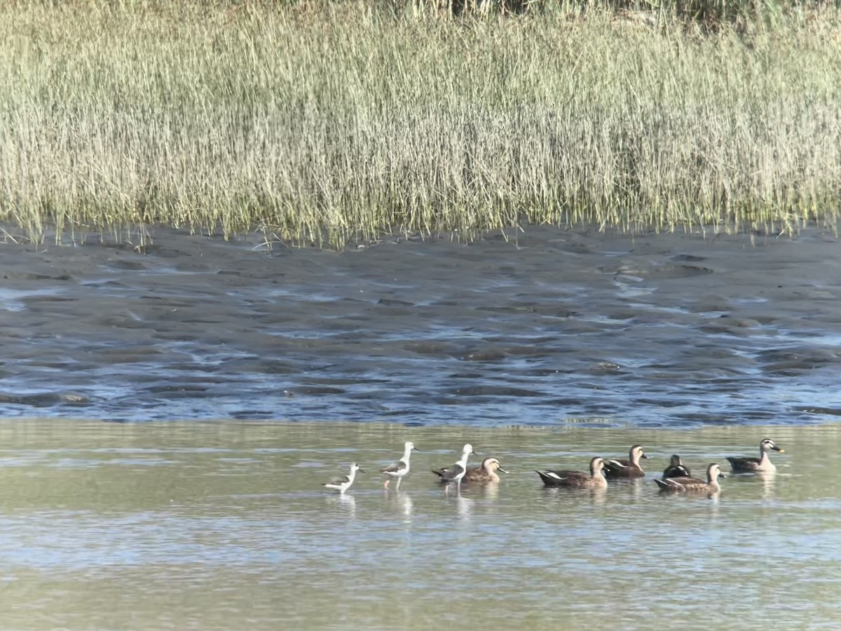 Black-winged Stilt - ML641422805