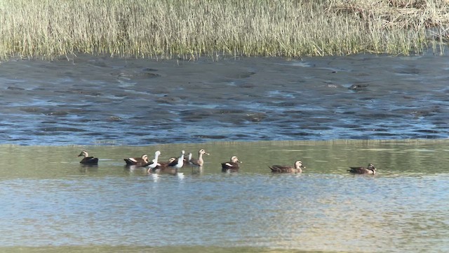 Black-winged Stilt - ML641422807