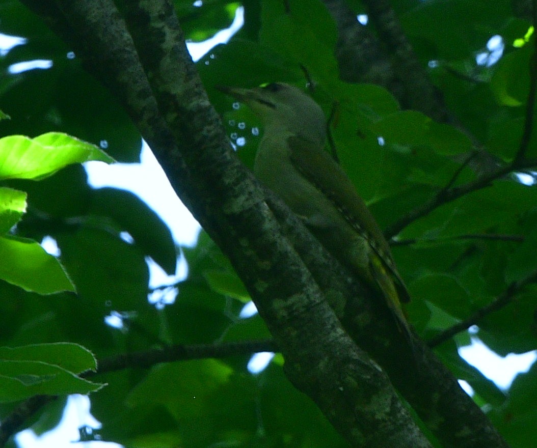 Gray-headed Woodpecker - ML641422812