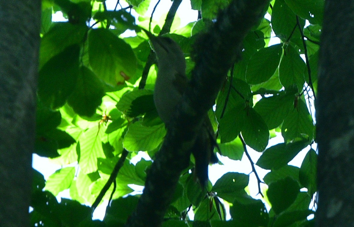Gray-headed Woodpecker - ML641422813