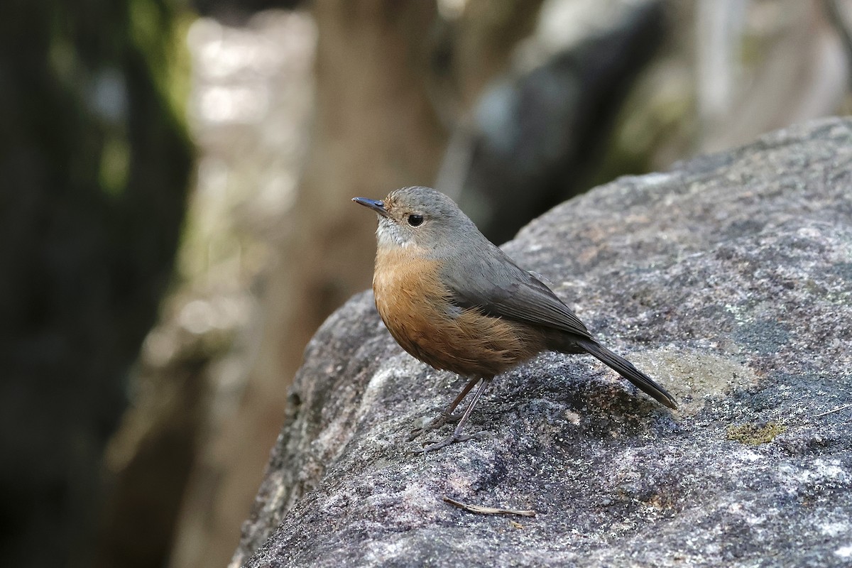 Rockwarbler - ML641422817