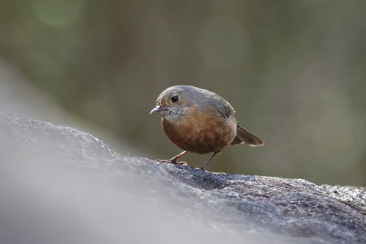 Rockwarbler - ML641422823