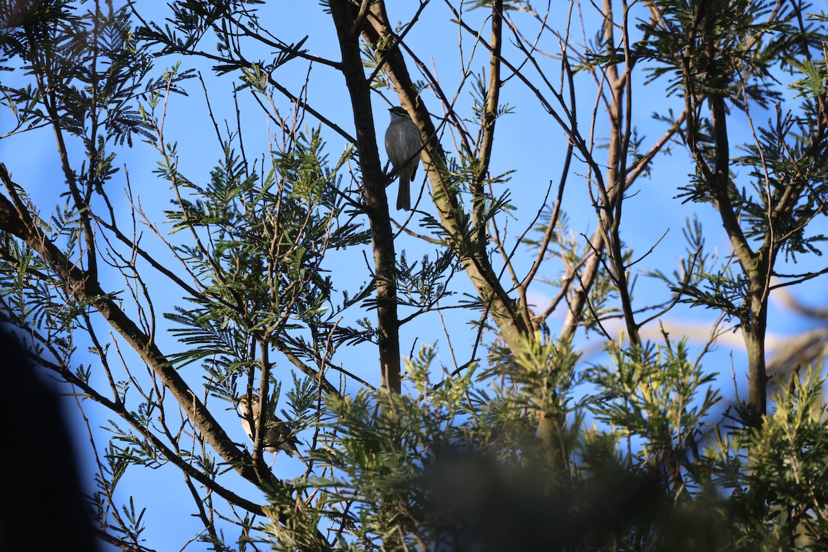 Yellow-faced Honeyeater - ML641422832