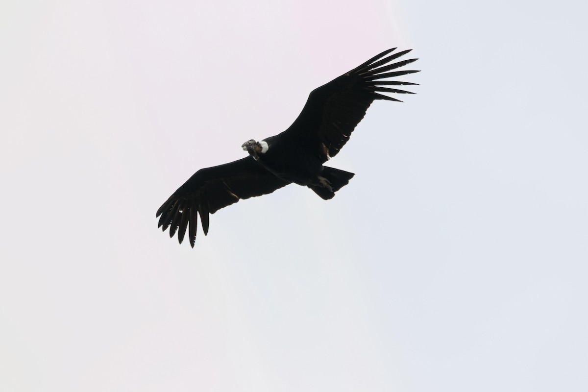 Andean Condor - ML641422848