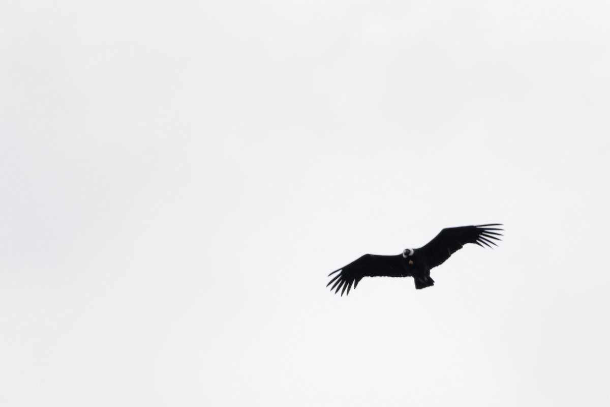 Andean Condor - ML641422849