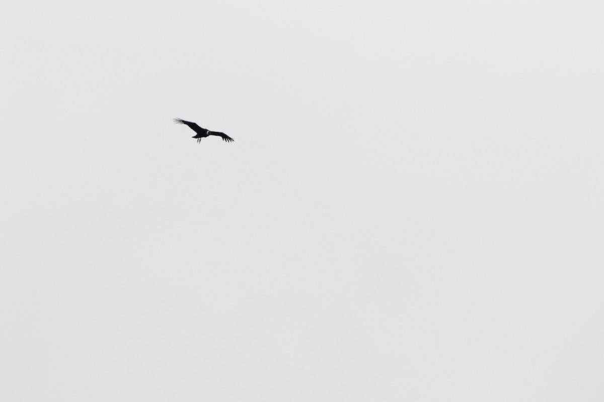 Andean Condor - ML641422851