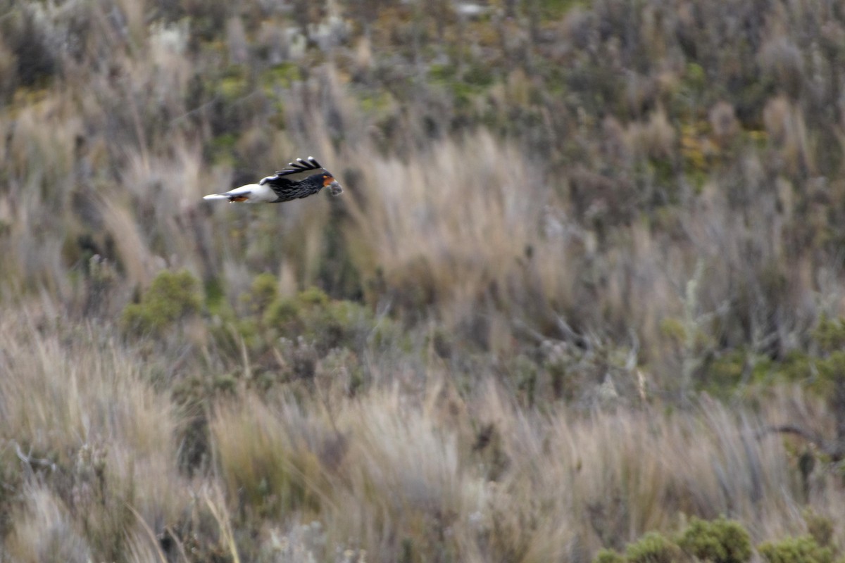 Carunculated Caracara - ML641422856