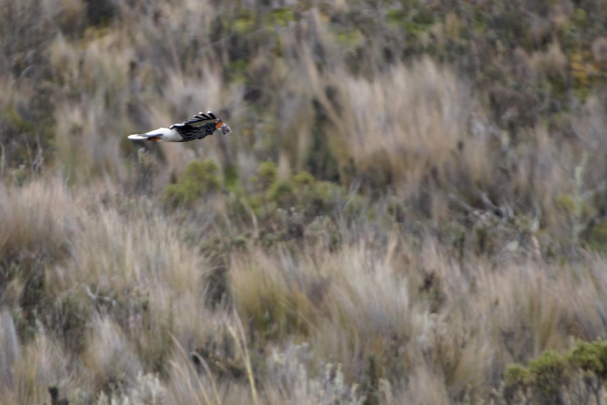 Carunculated Caracara - ML641422862