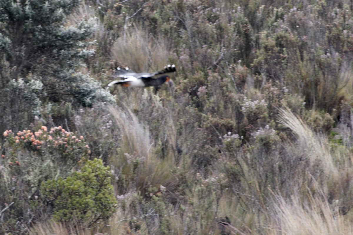 Carunculated Caracara - ML641422863