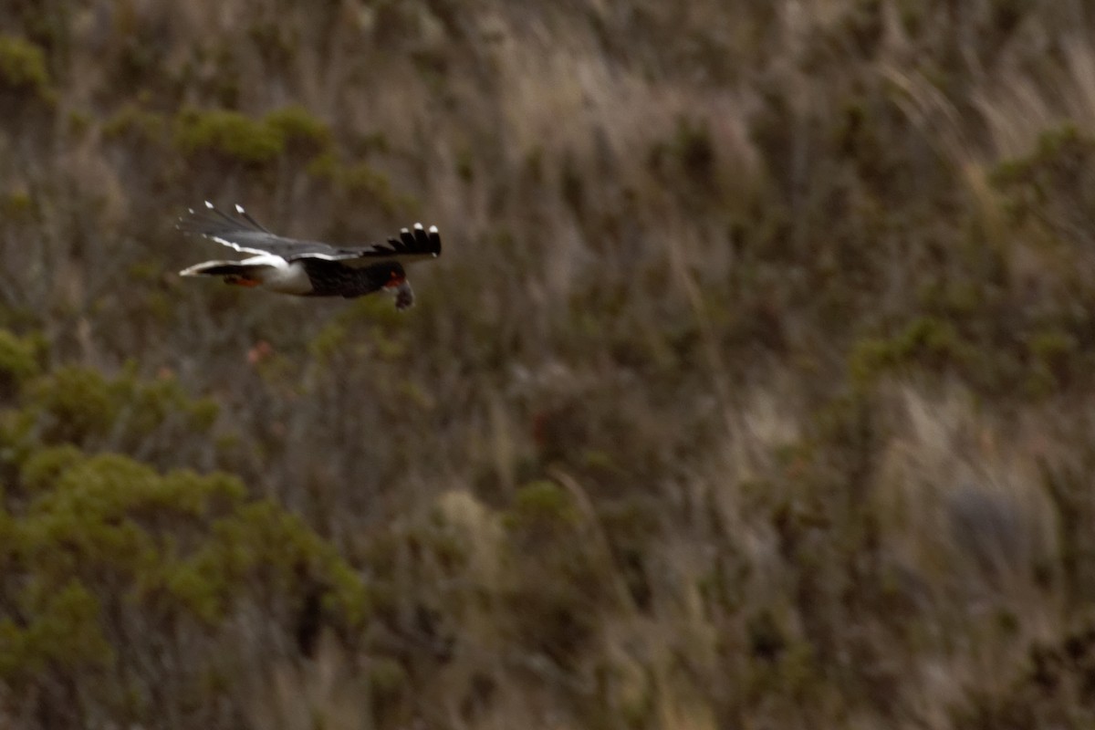 Carunculated Caracara - ML641422865