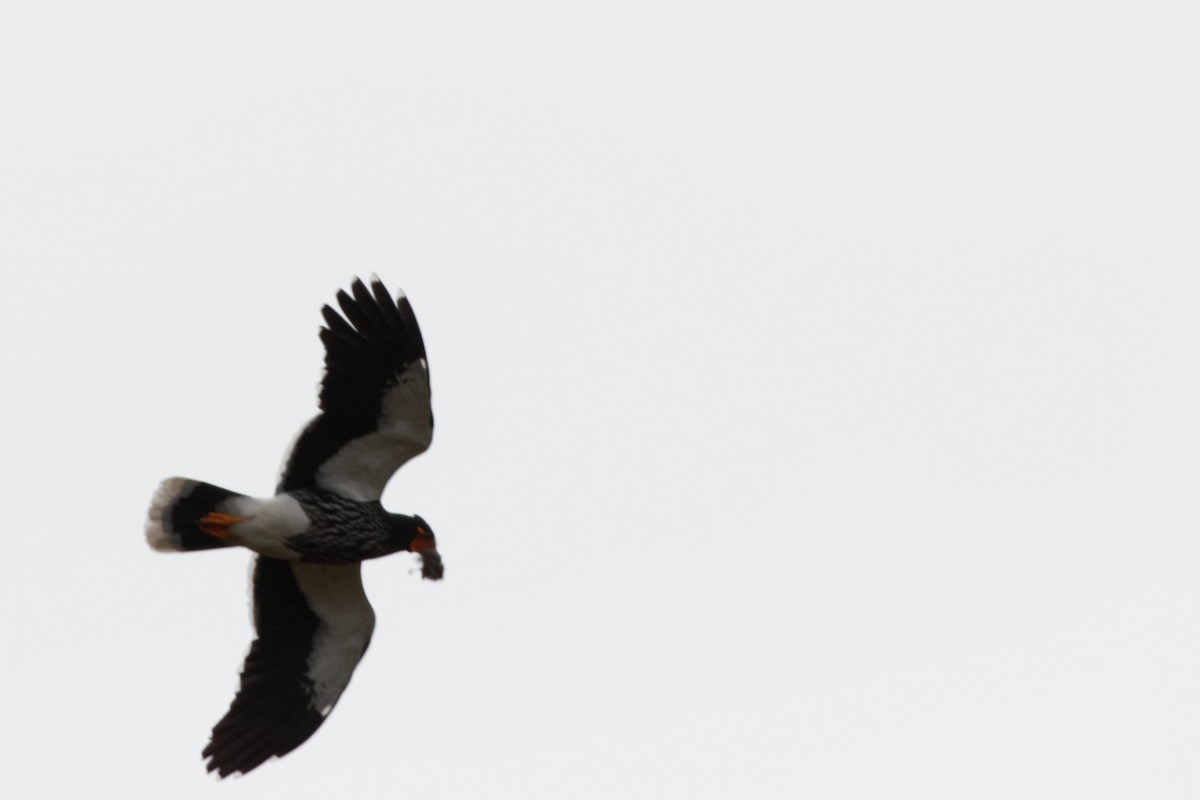 Carunculated Caracara - ML641422866
