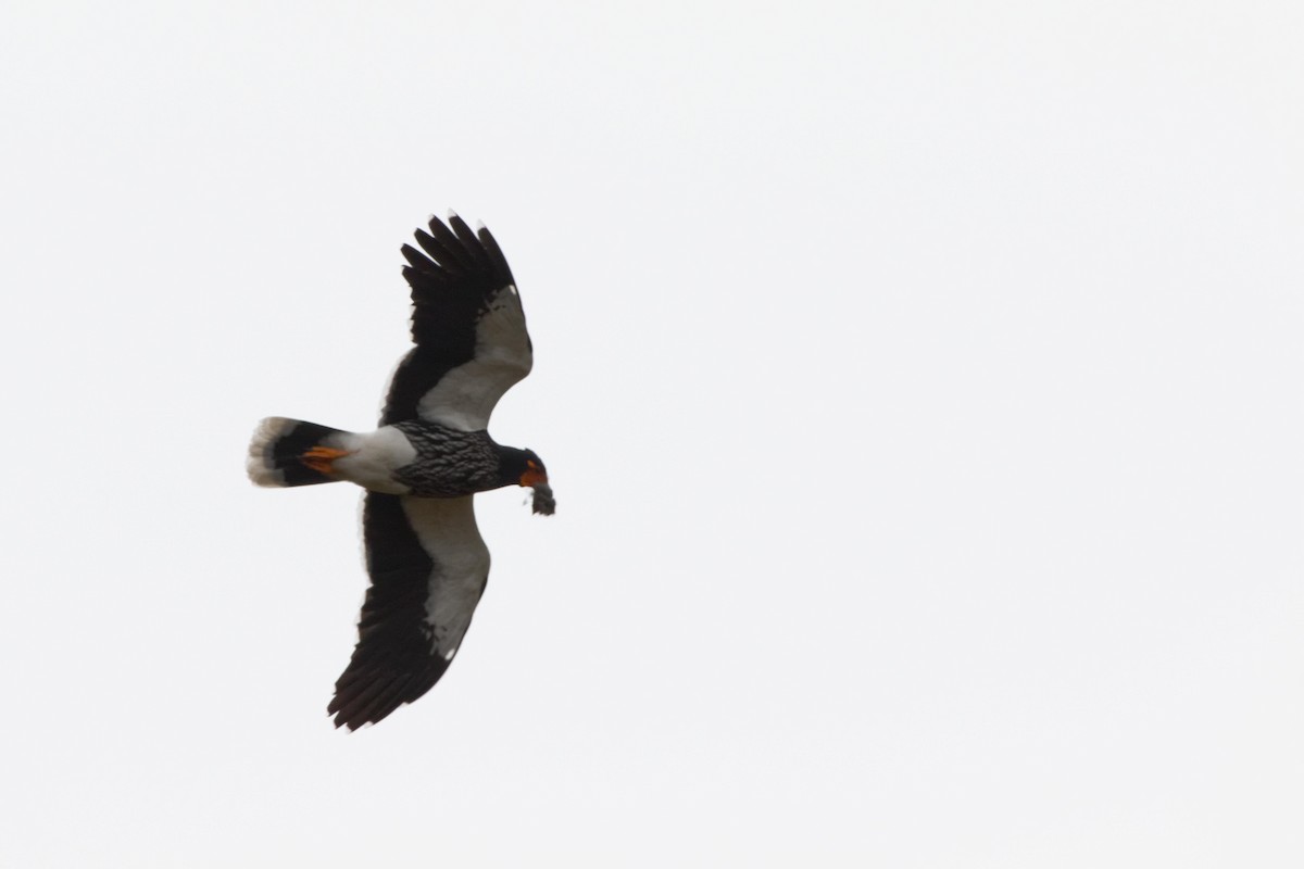 Carunculated Caracara - ML641422867