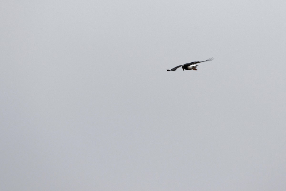 Carunculated Caracara - ML641422870
