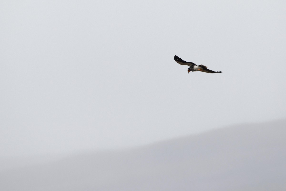 Carunculated Caracara - ML641422871