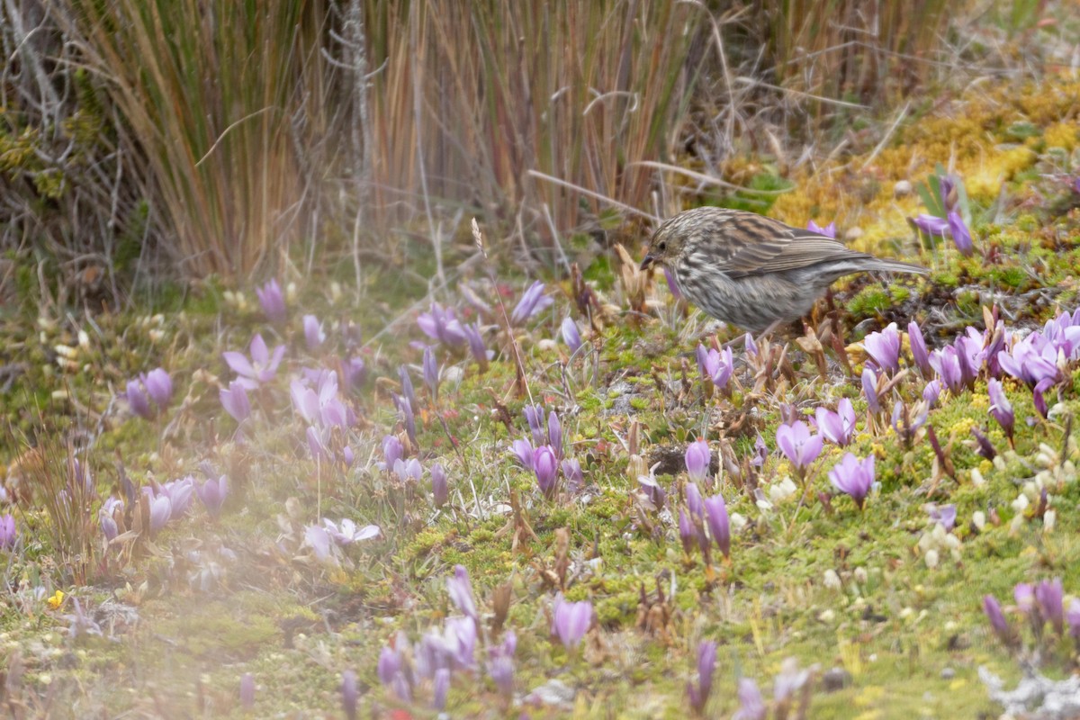 Plumbeous Sierra Finch - ML641422875