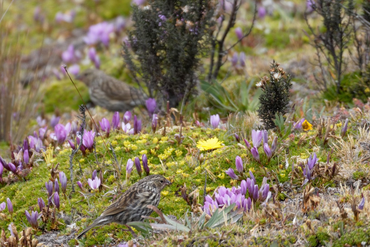 Plumbeous Sierra Finch - ML641422877