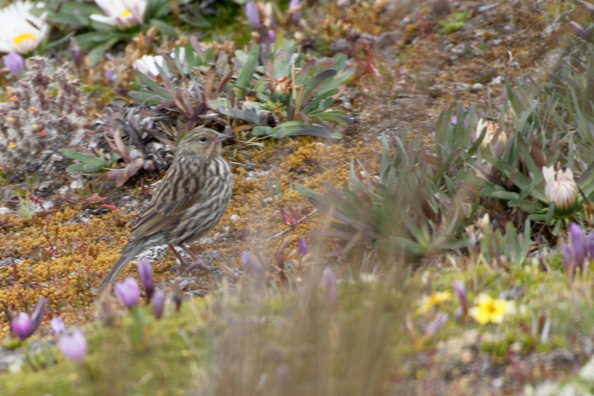 Plumbeous Sierra Finch - ML641422878