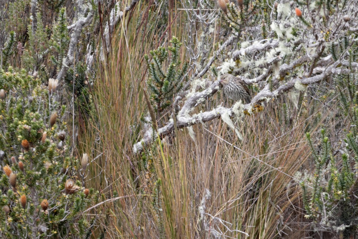 Plumbeous Sierra Finch - ML641422879