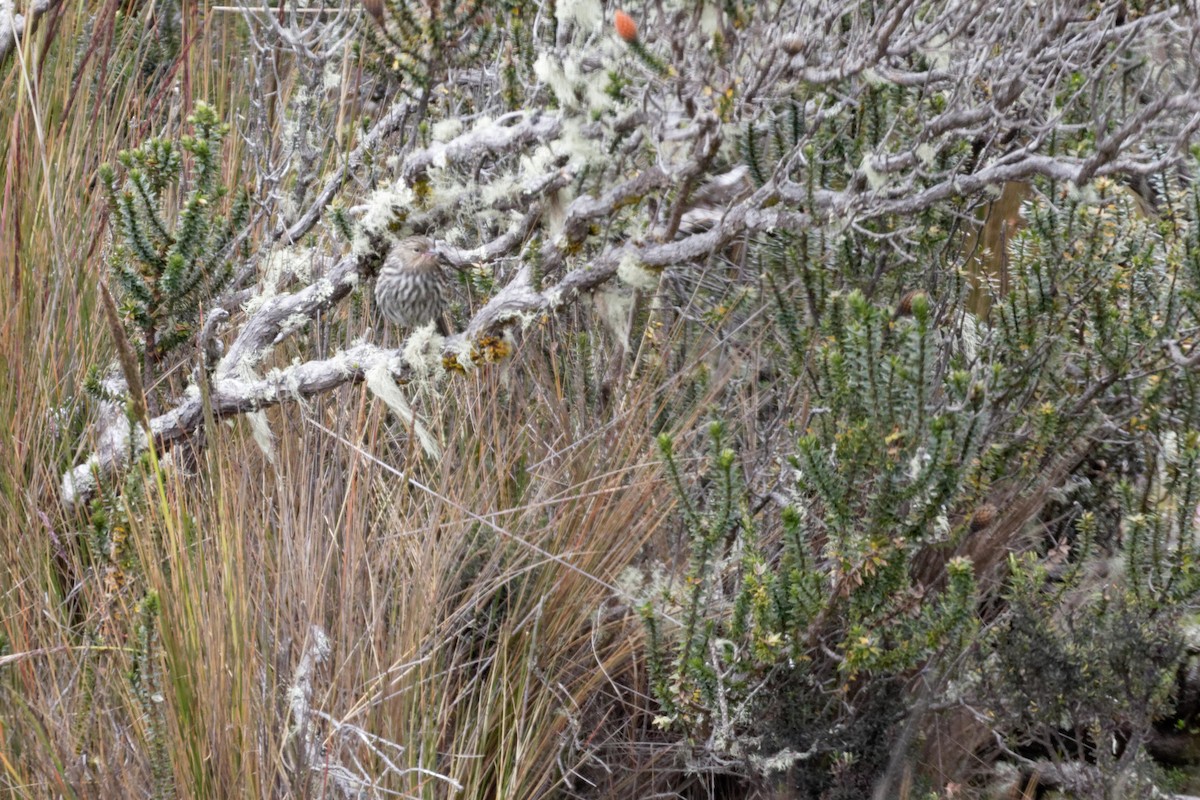 Plumbeous Sierra Finch - ML641422881
