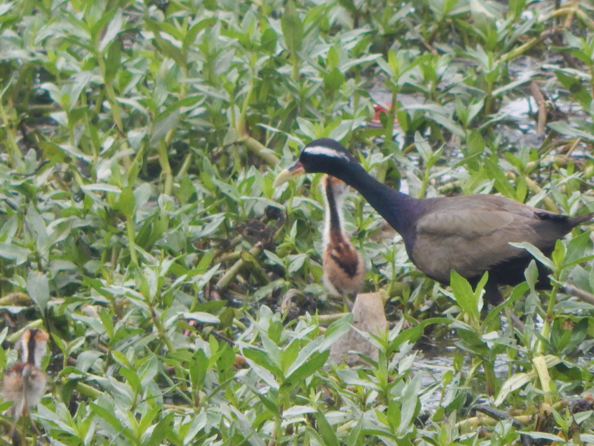 Bronze-winged Jacana - ML641422904