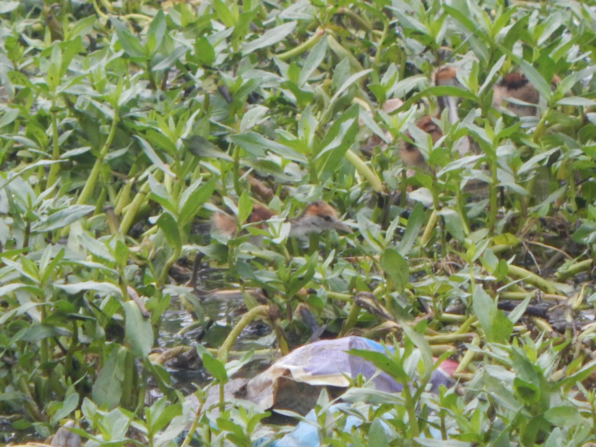 Bronze-winged Jacana - ML641422906