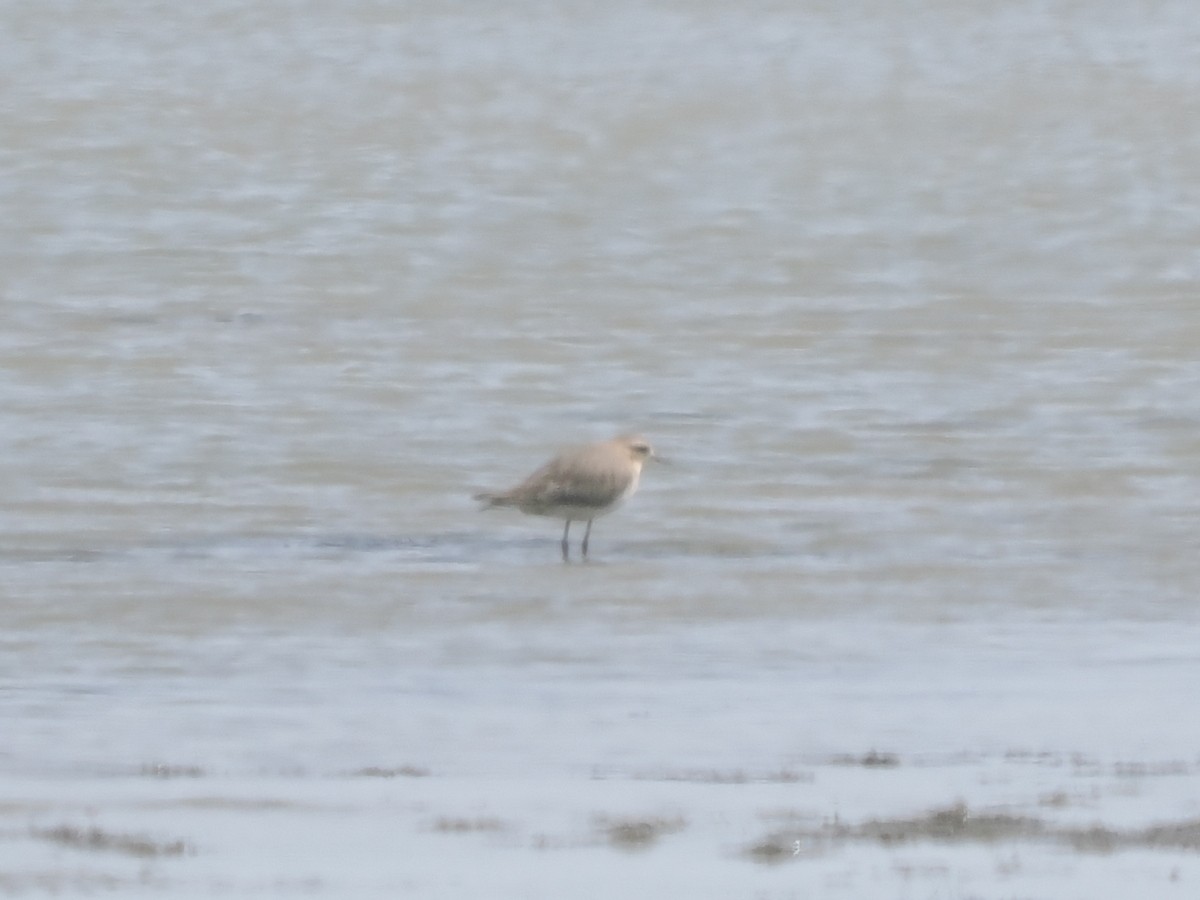 Oriental Plover - ML641422916